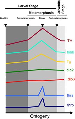 Teleost Metamorphosis: The Role of Thyroid Hormone